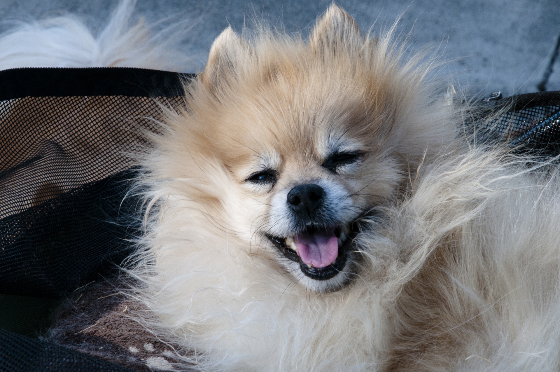 pomeranian dog pet free photo