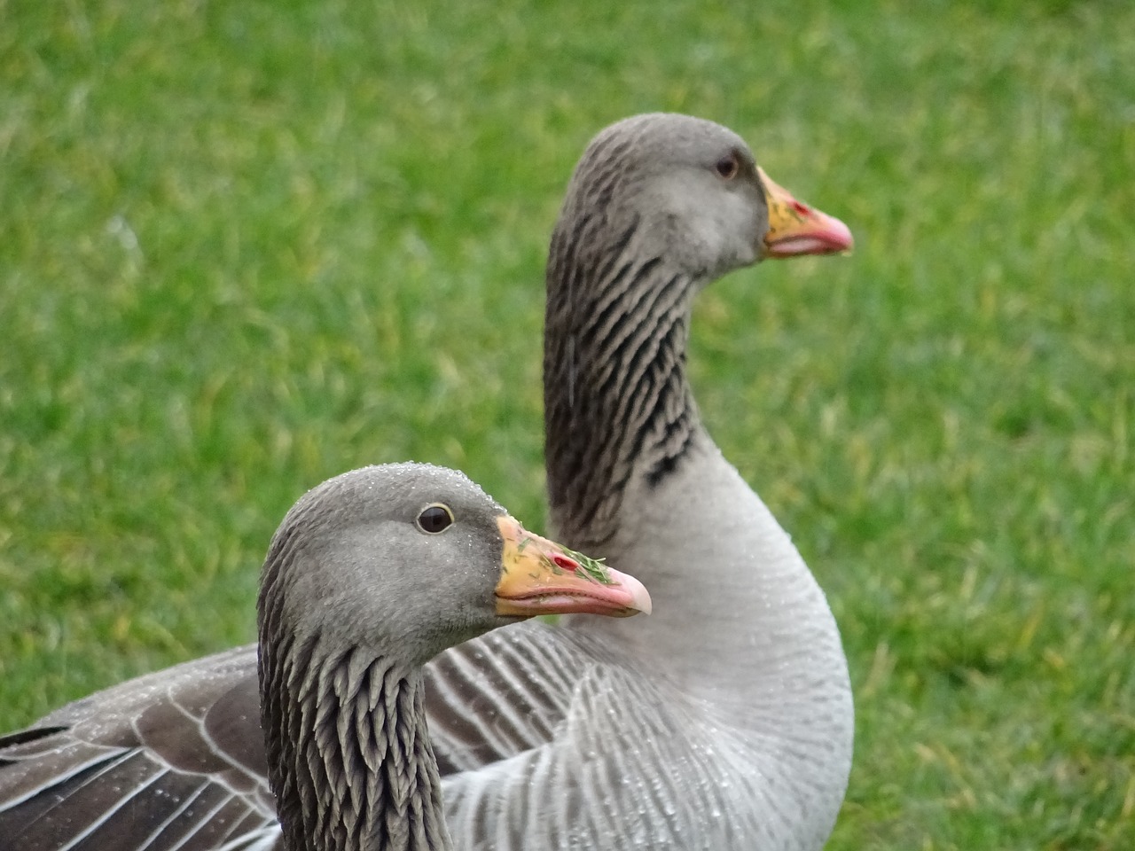 pomeranian goose pair of goose meadow free photo