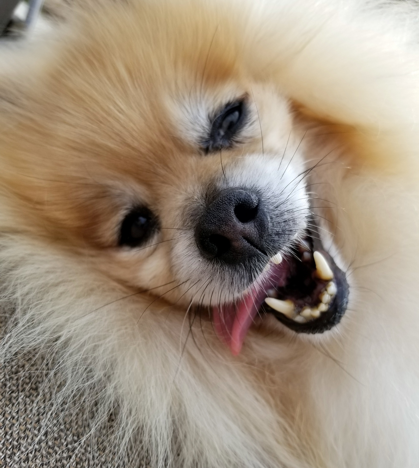 pomeranian dog dogs free photo