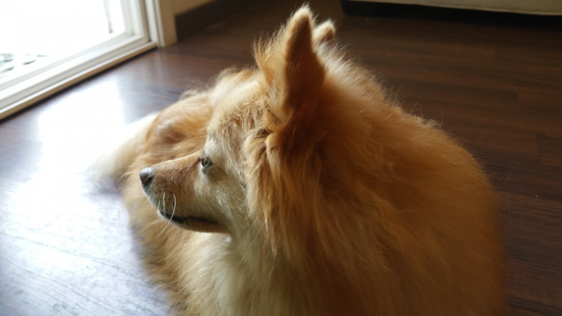 dog pomeranian orange free photo