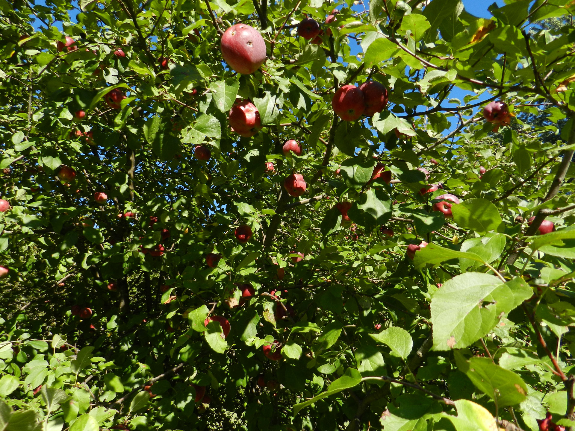 apple apple tree leaf free photo