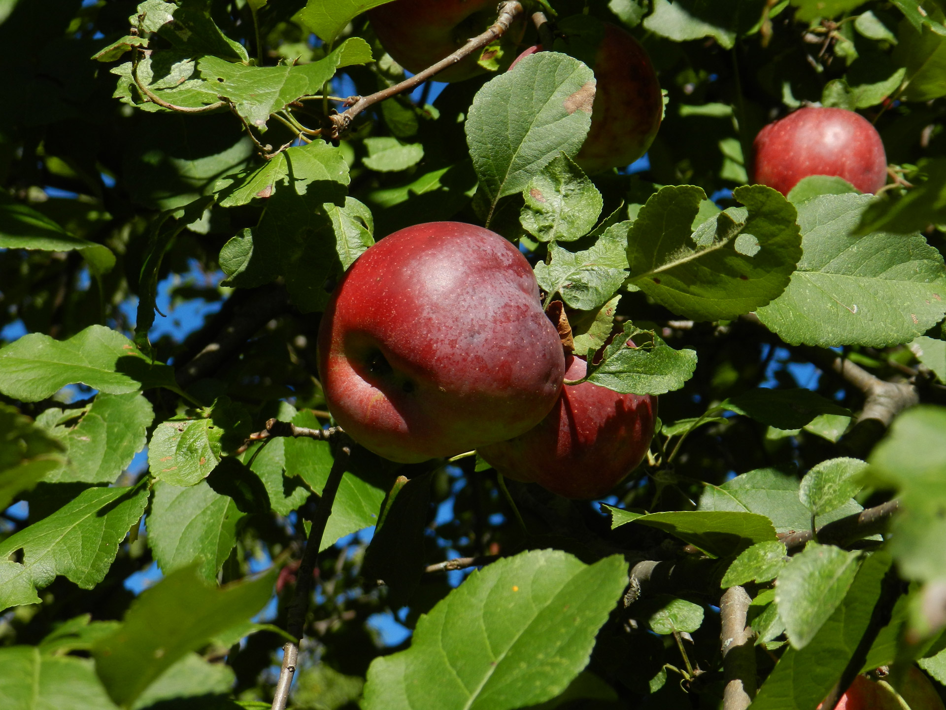 apple apple tree leaf free photo