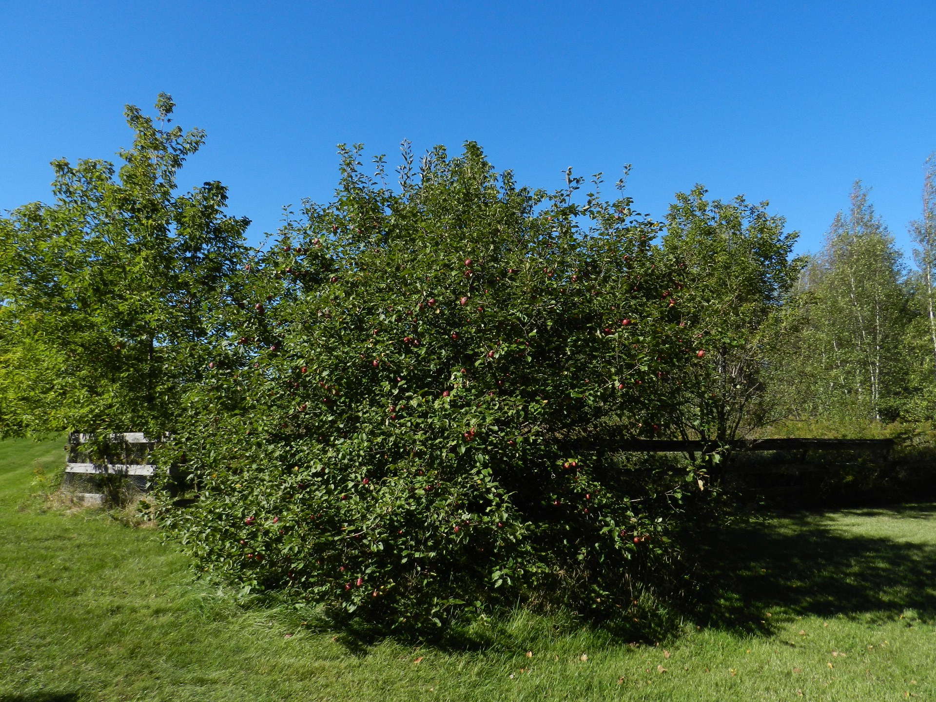 apple apple tree leaf free photo