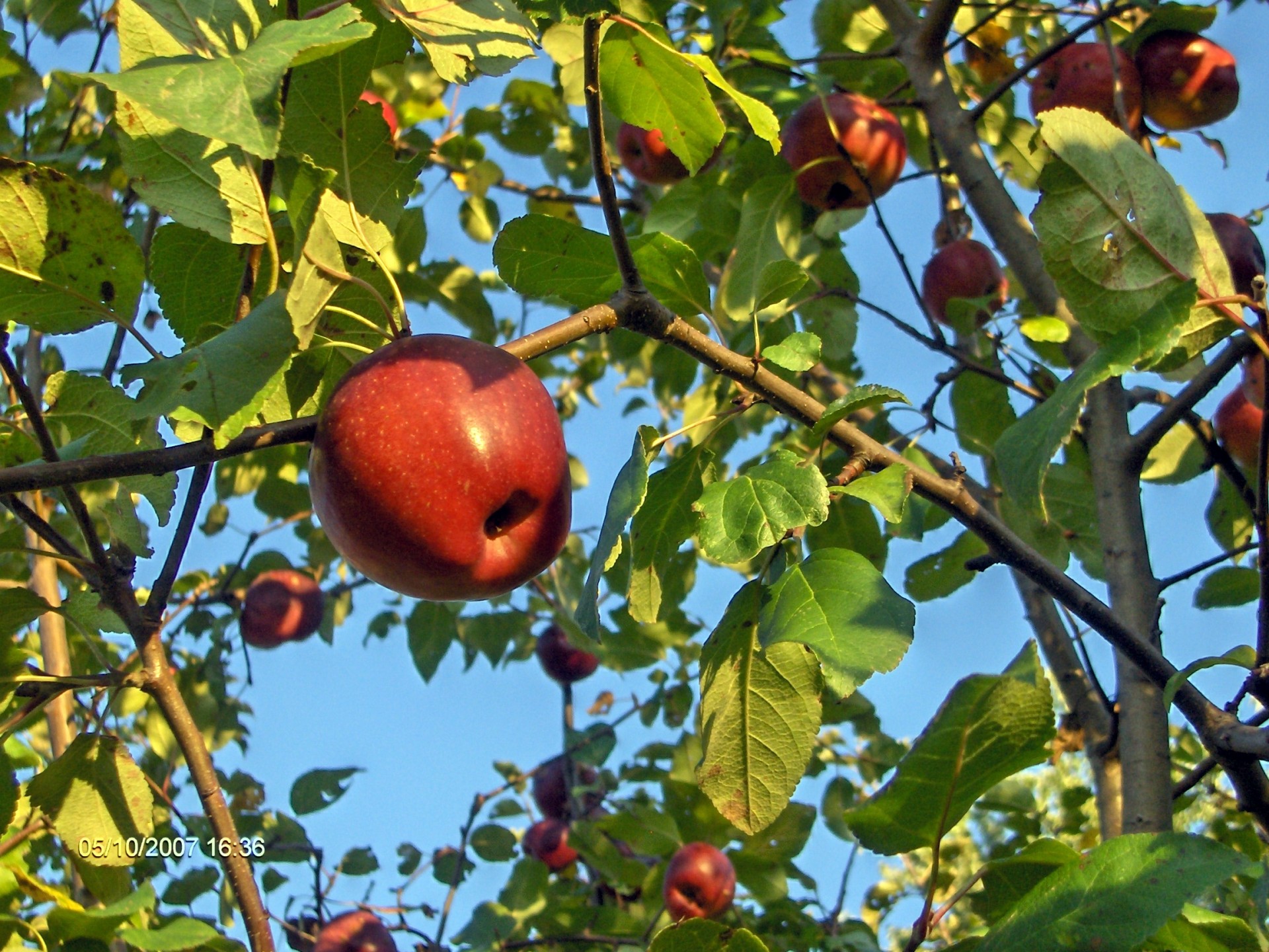 apples apple tree fruit free photo