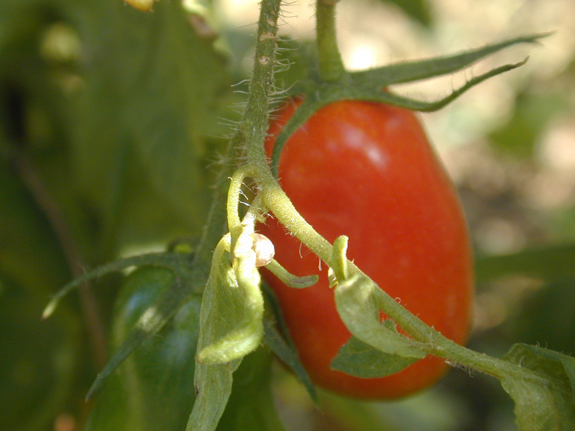 tomato country tomato 2 free photo