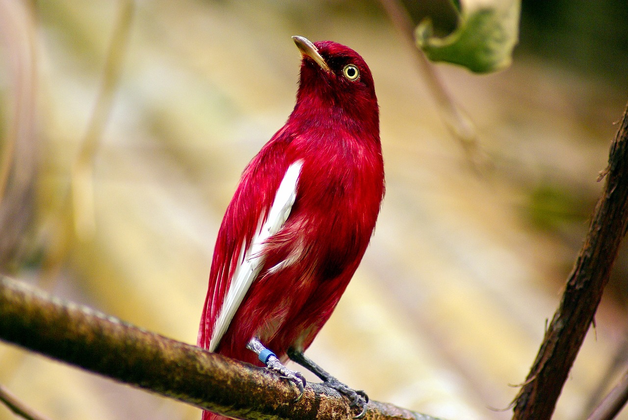 pompadour cotinga  red  pompadour free photo