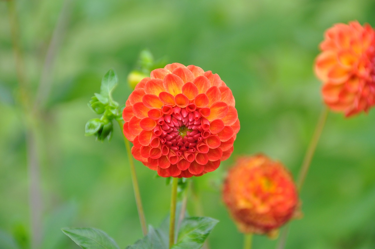 pompon dahlia garden dahlia free photo