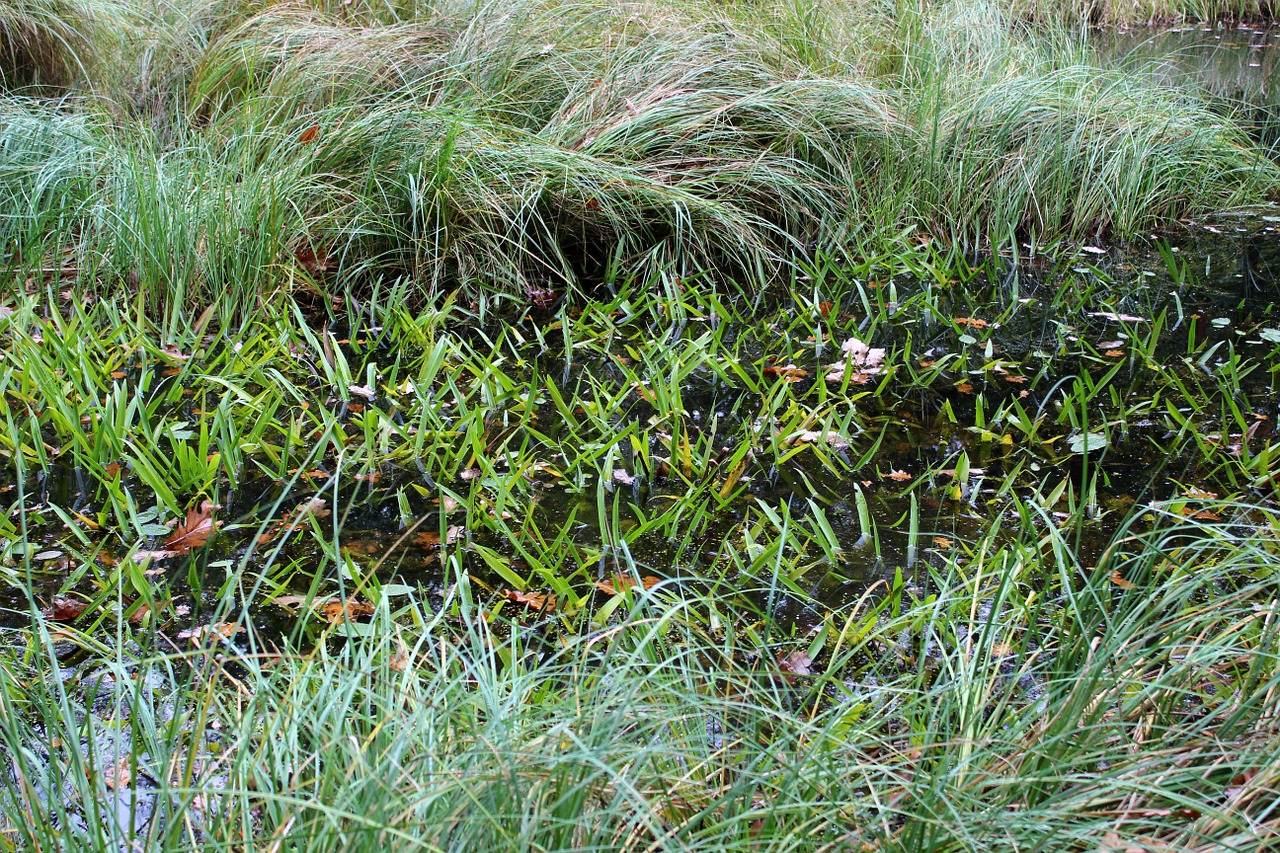 pond pools waters free photo