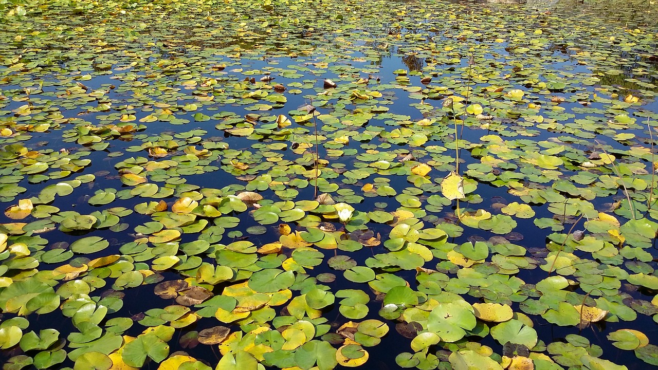 pond lotus leaf water lilies free photo