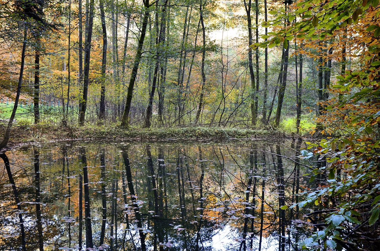 pond autumn mirroring free photo