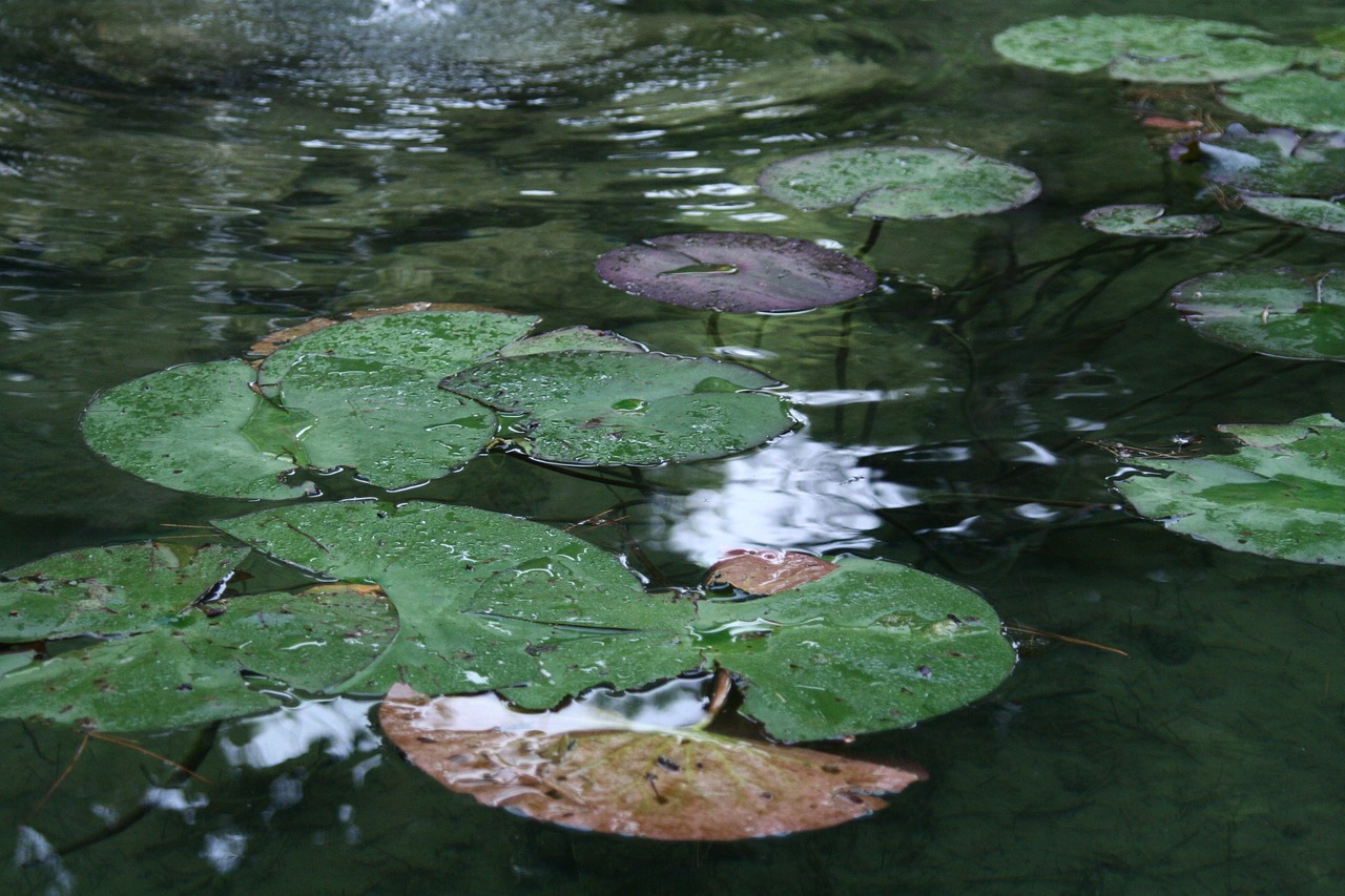 pond water green free photo