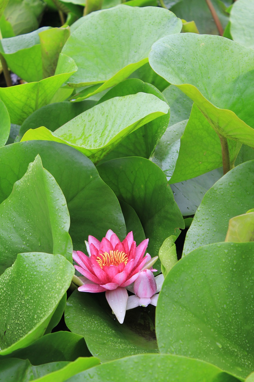 pond flowers lotus free photo