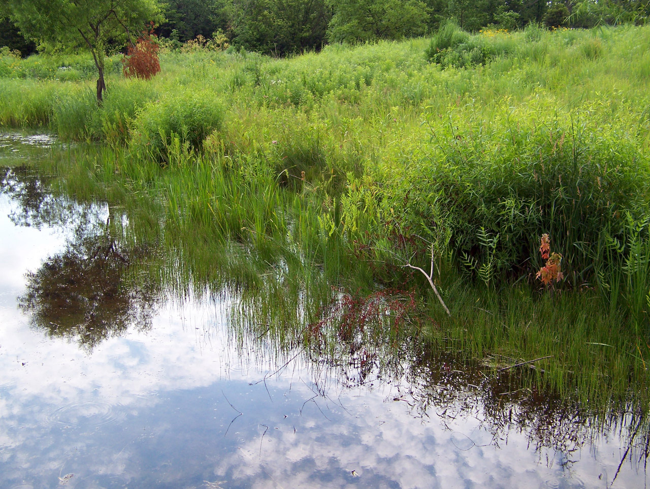 pond vegetation weeds free photo