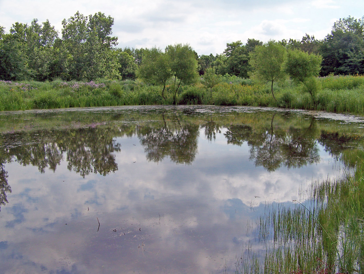 pond vegetation weeds free photo