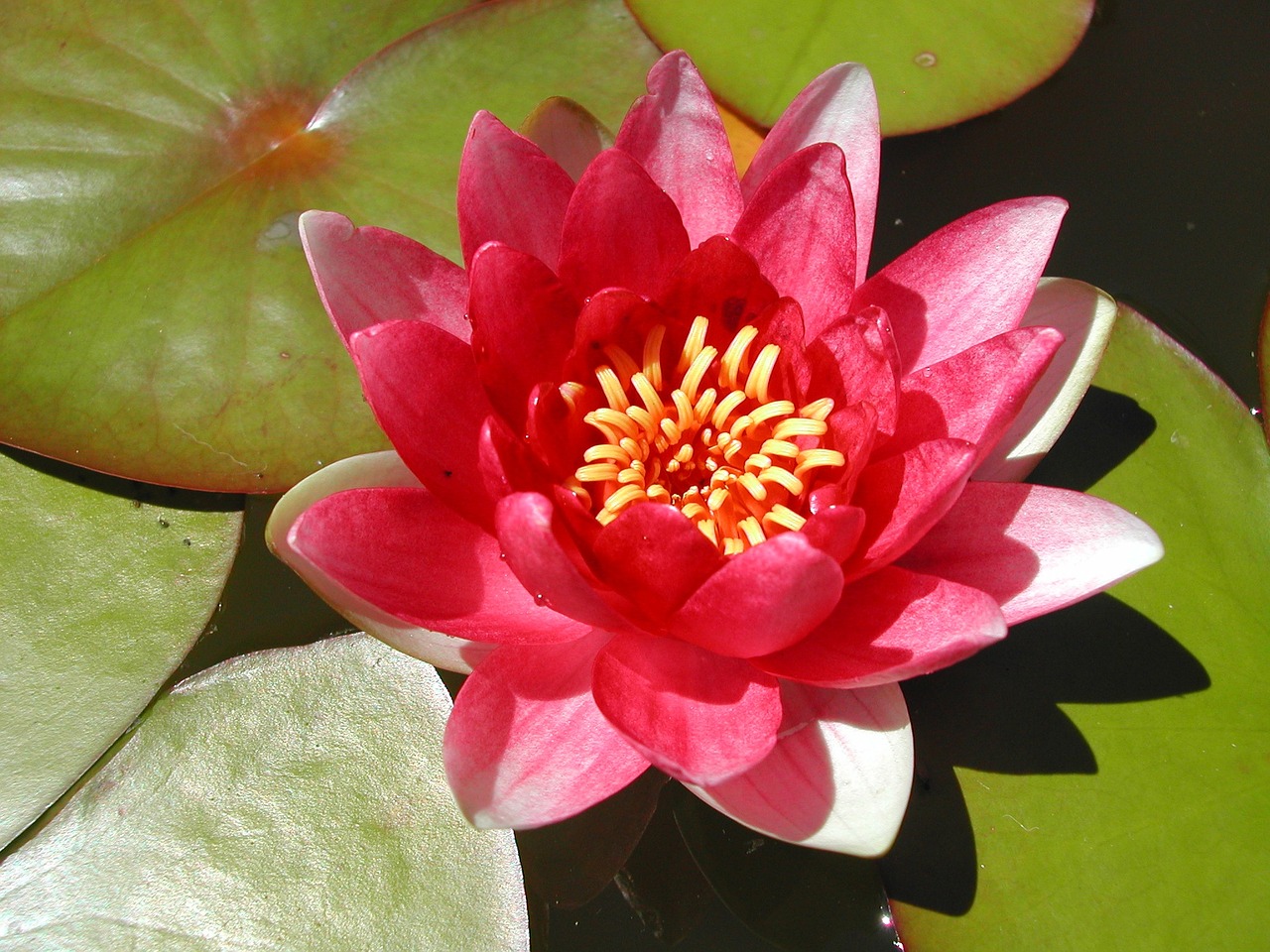 pond lily water garden free photo