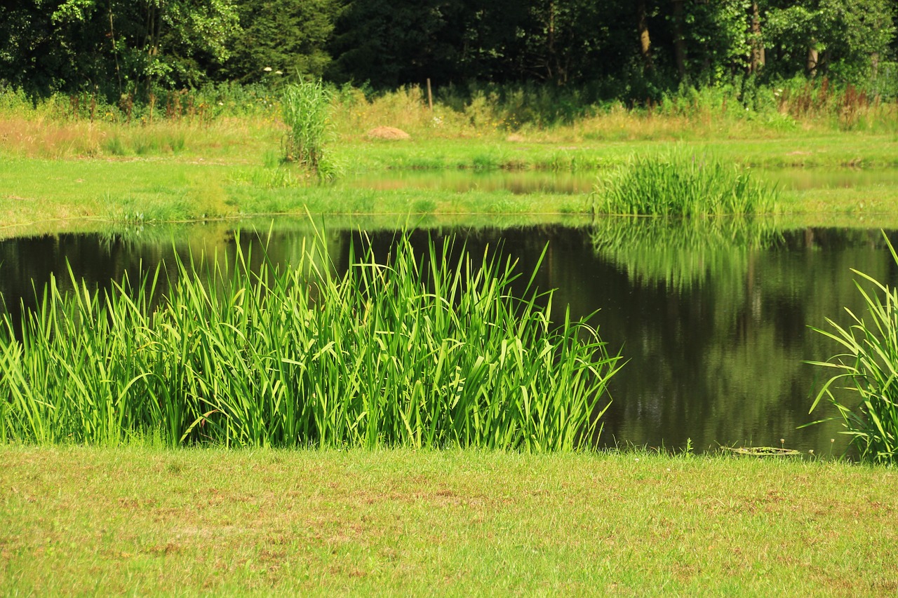 pond fishing pond nature reserve free photo