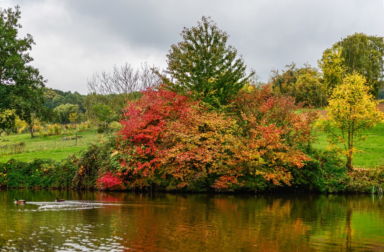 pond autumn landscape free photo