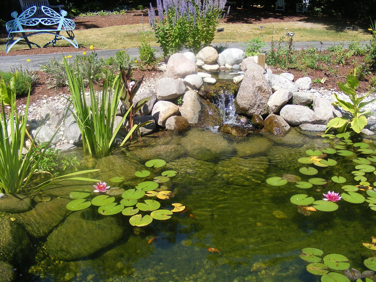 pond lilly pad park free photo