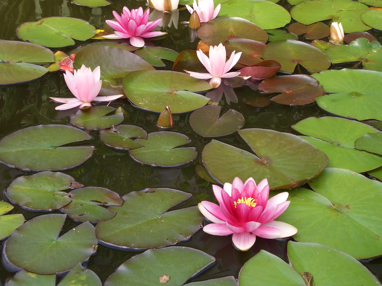 pond water lily aquatic plant free photo