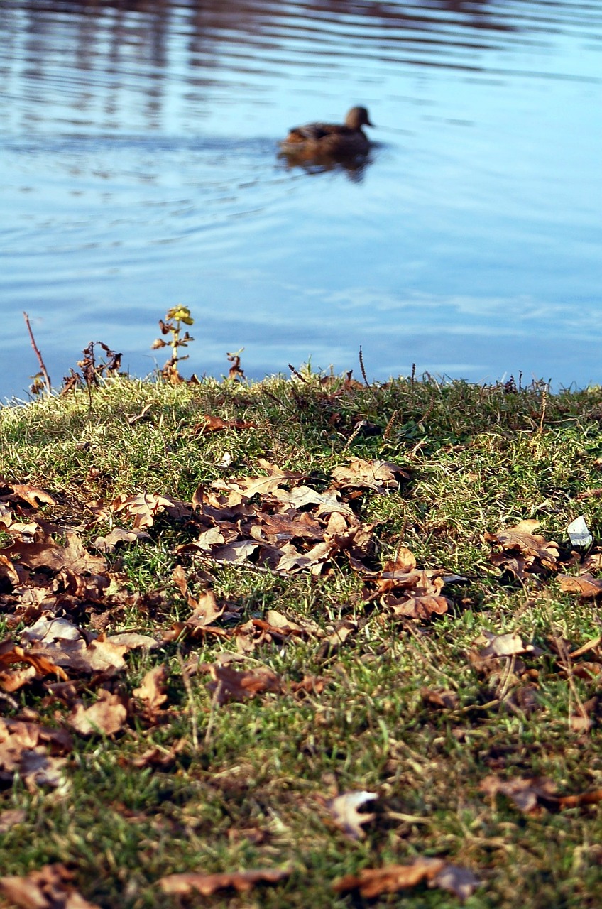 pond duck leaves free photo