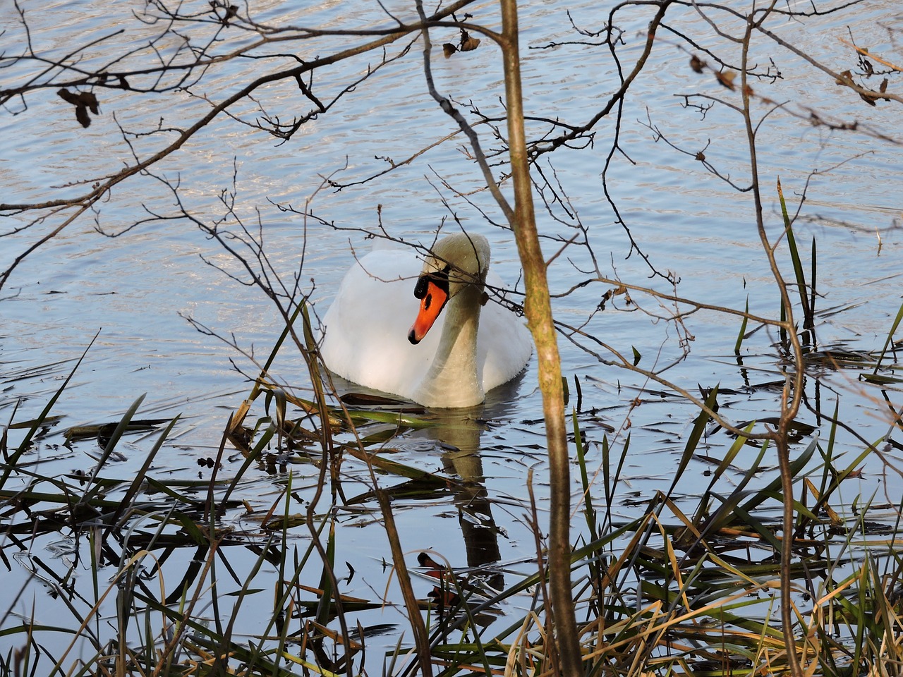 pond swan nature free photo