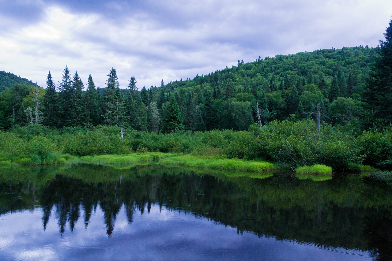 pond trees landscape free photo