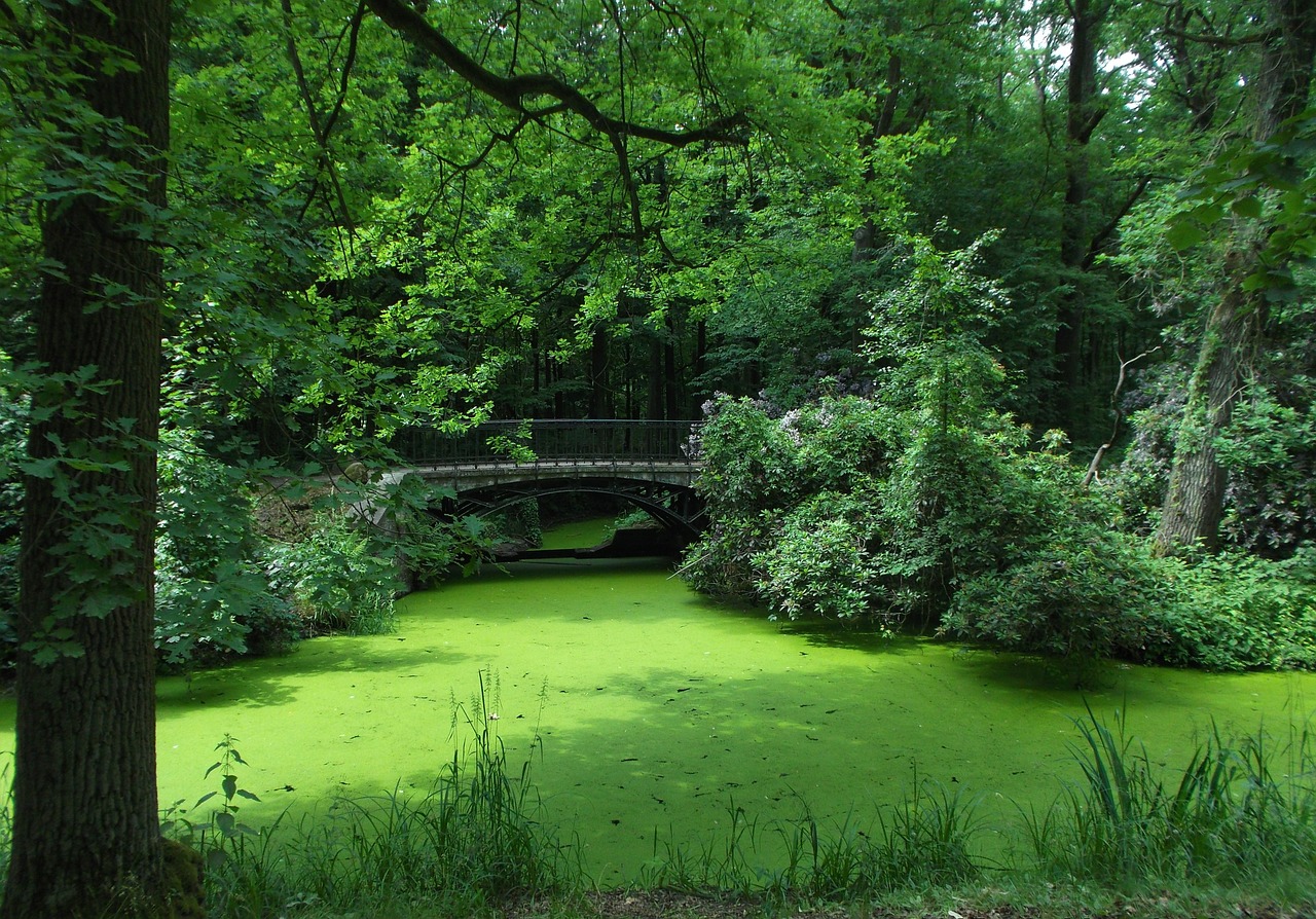 pond bridge green free photo