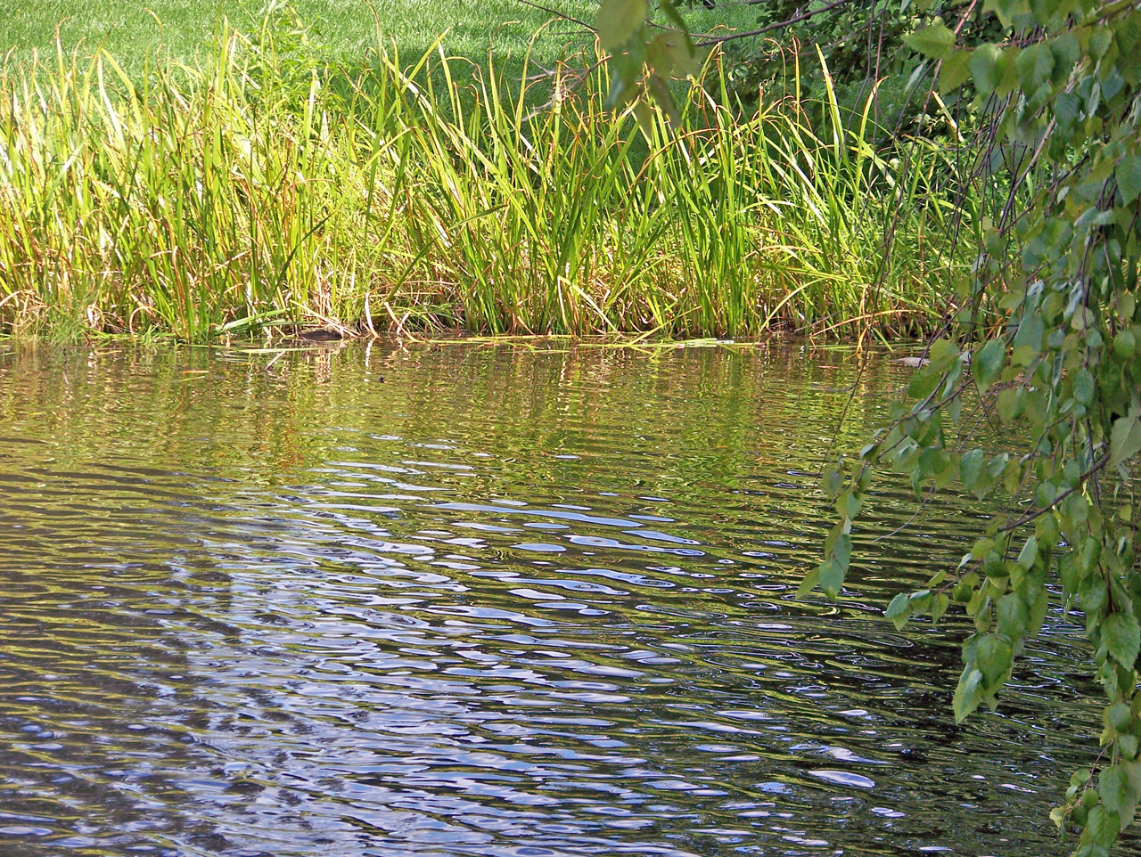 pond park pond free photo