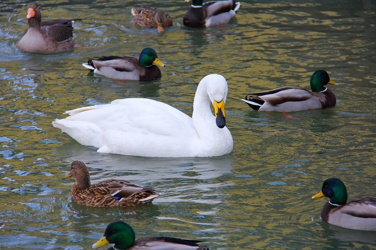 pond lake swans free photo