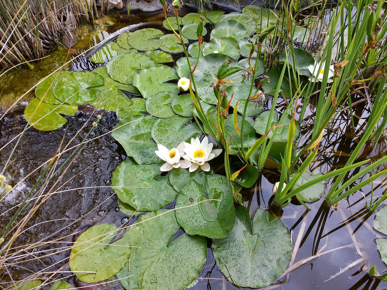 pond fish water lilies free photo