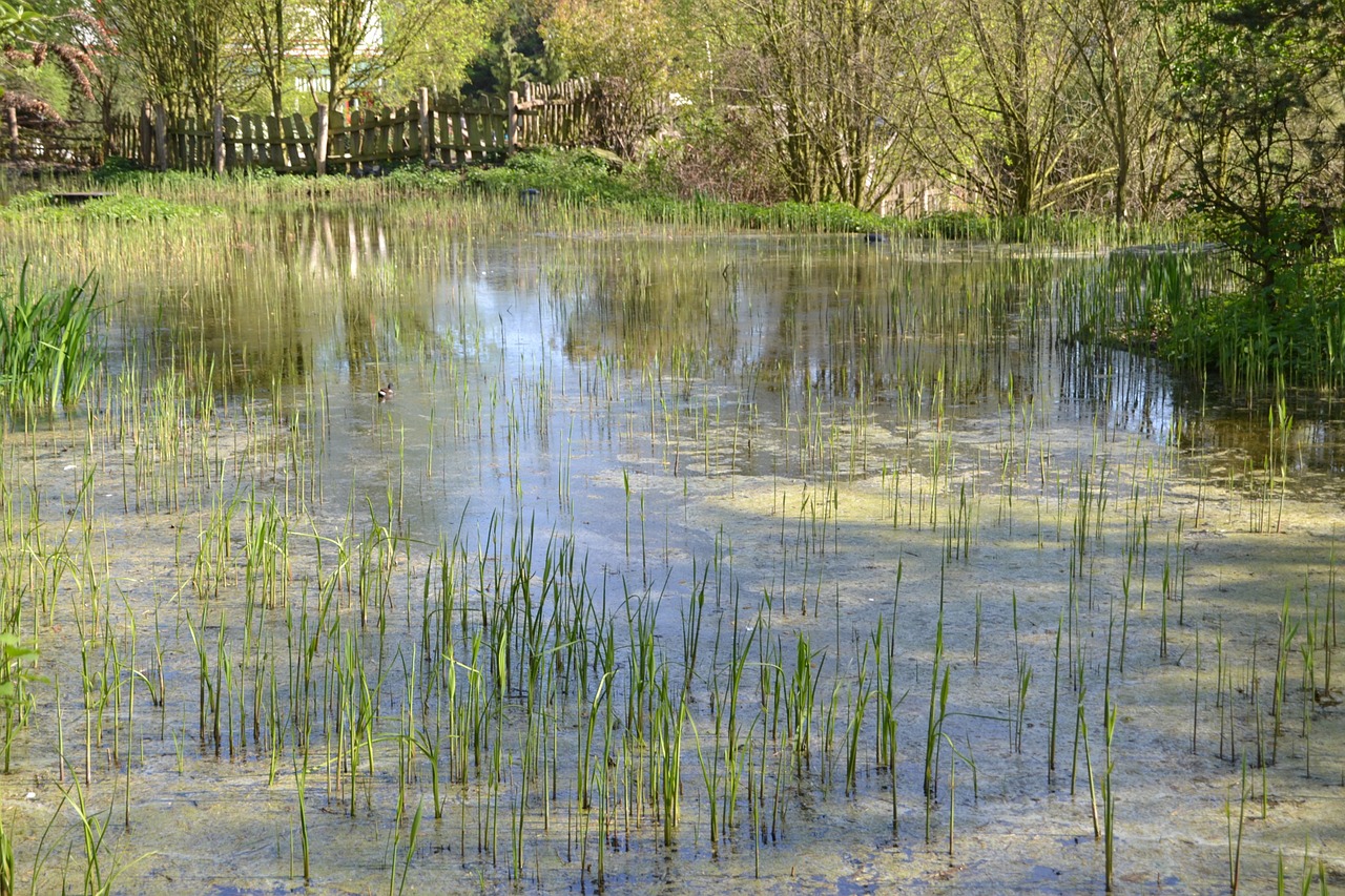 pond schilff water free photo