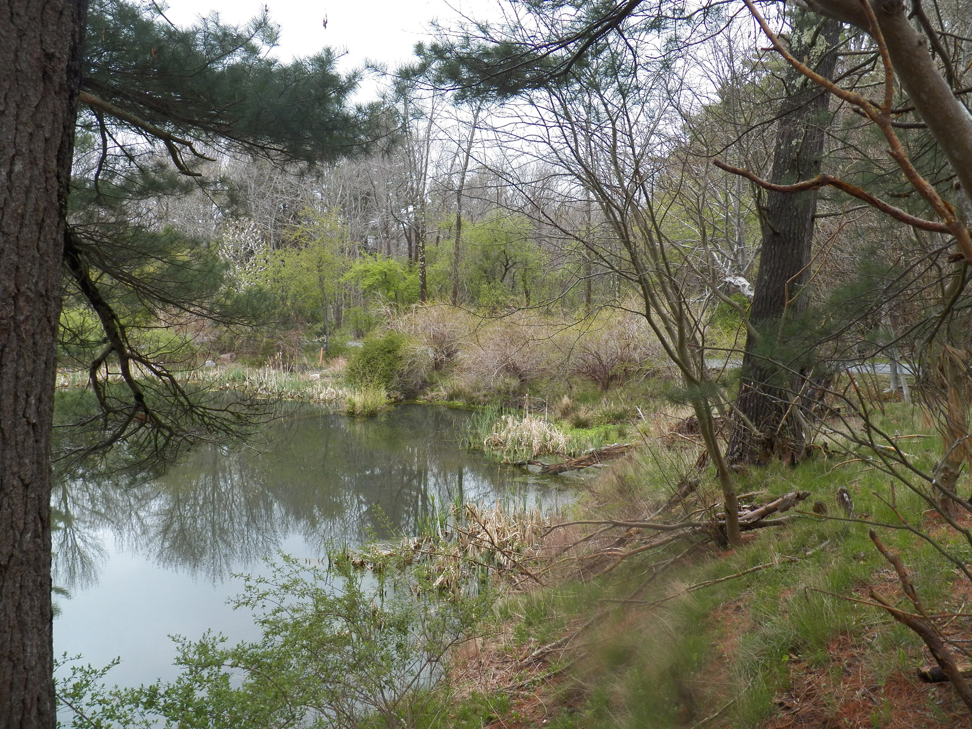 pond ponds water free photo