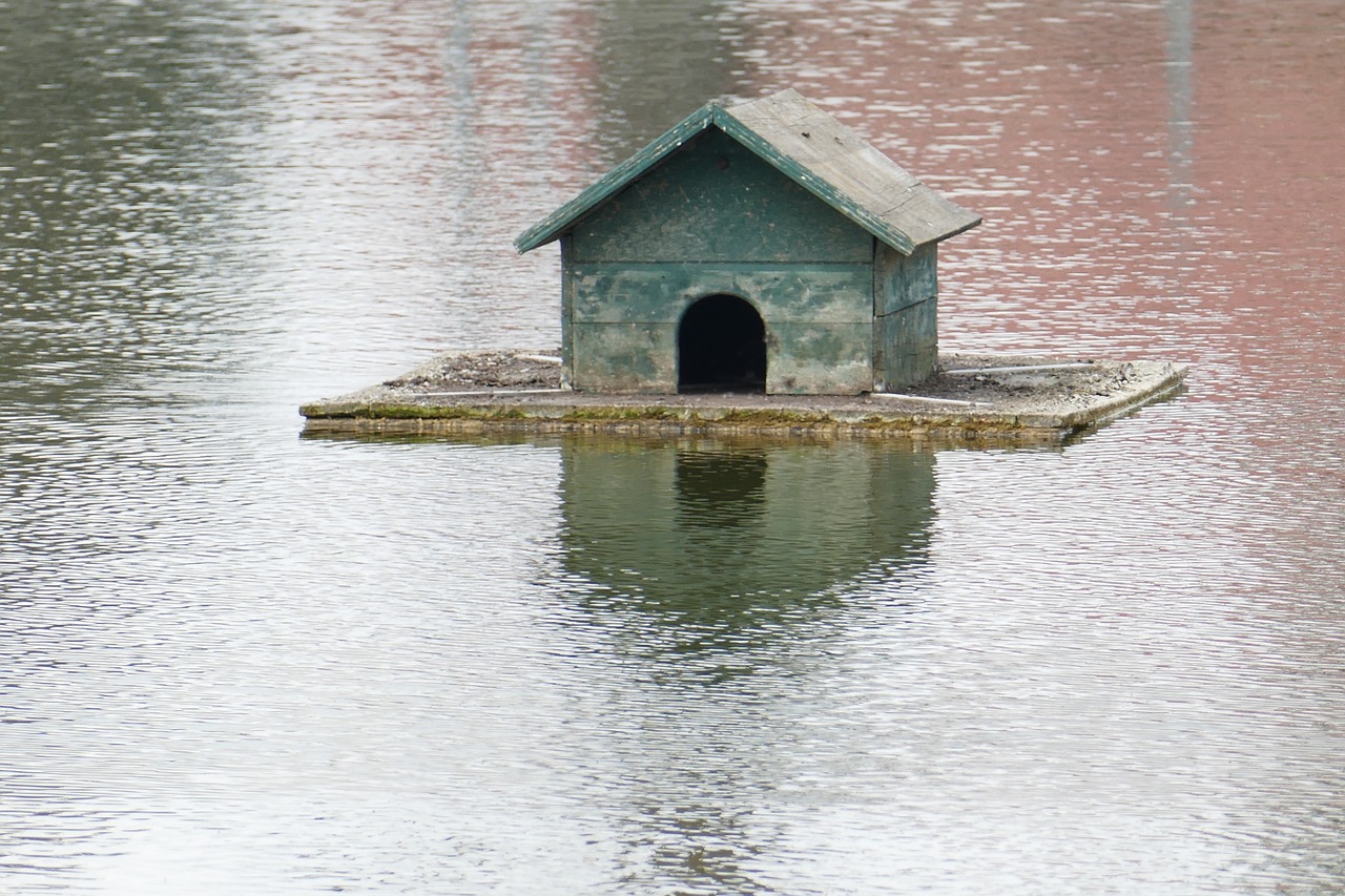 entenhaus pond water free photo