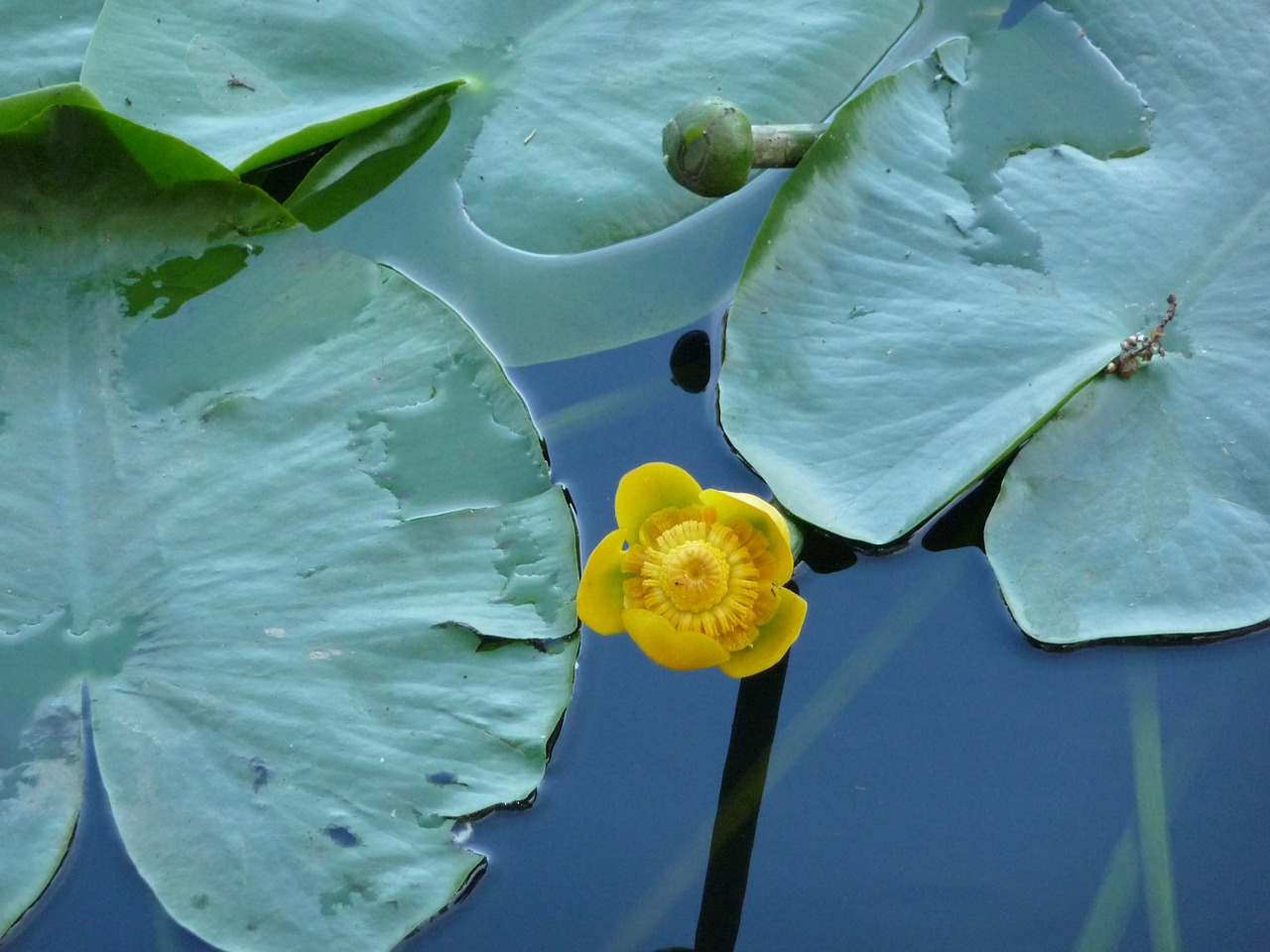 pond floral lily pad free photo