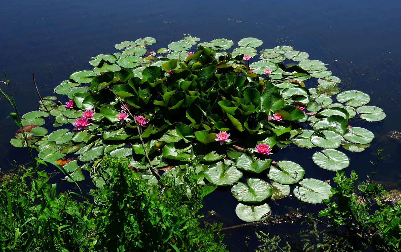 pond water water lilies free photo