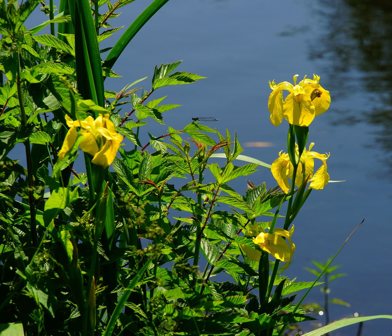 pond water lilies early summer free photo