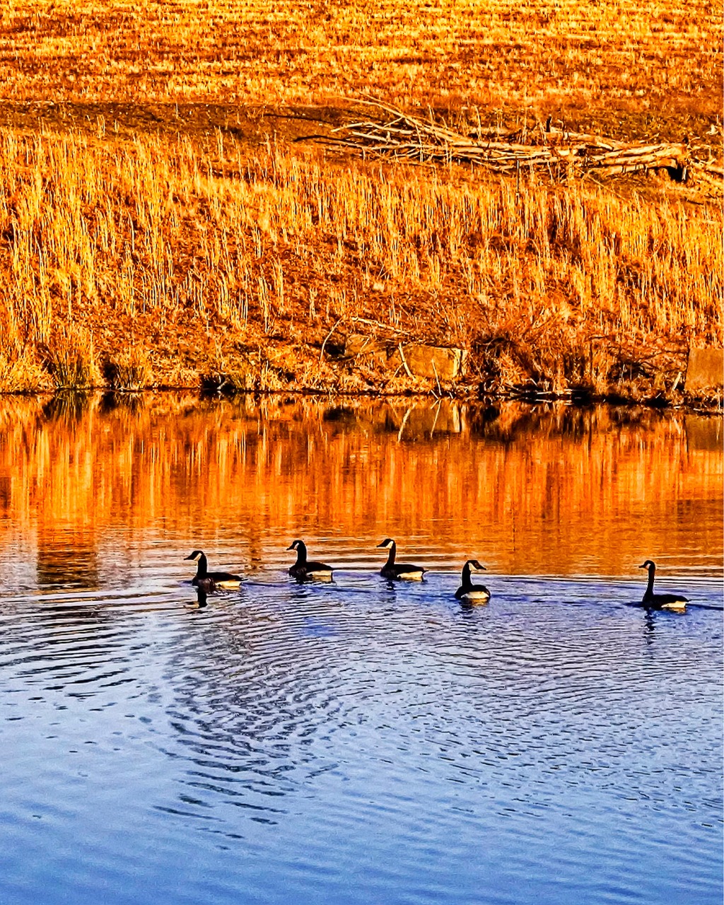 pond ducks country free photo