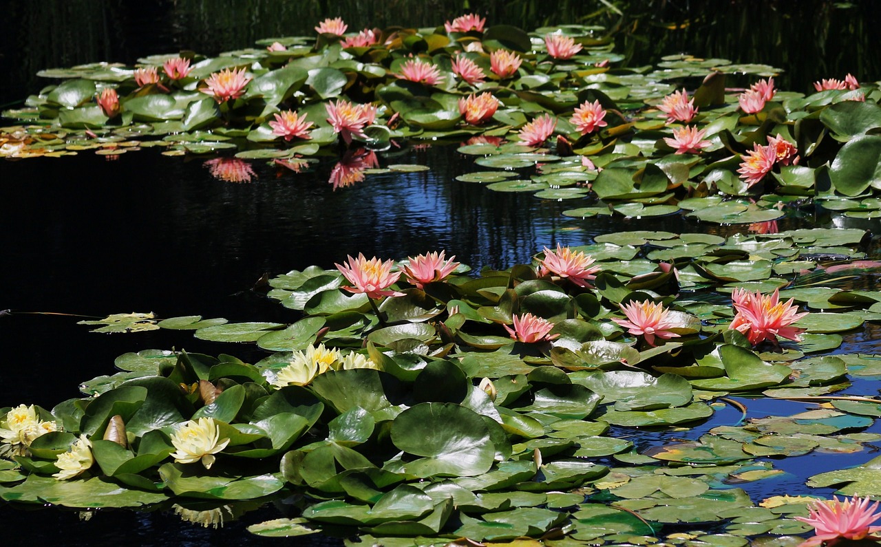 pond lily pads lily free photo