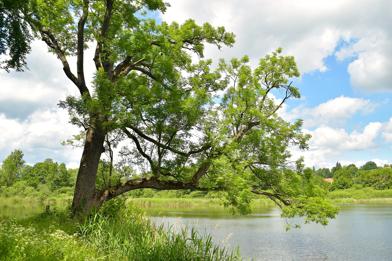 pond mood tree free photo