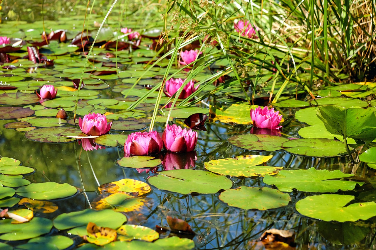 pond water water lilies free photo
