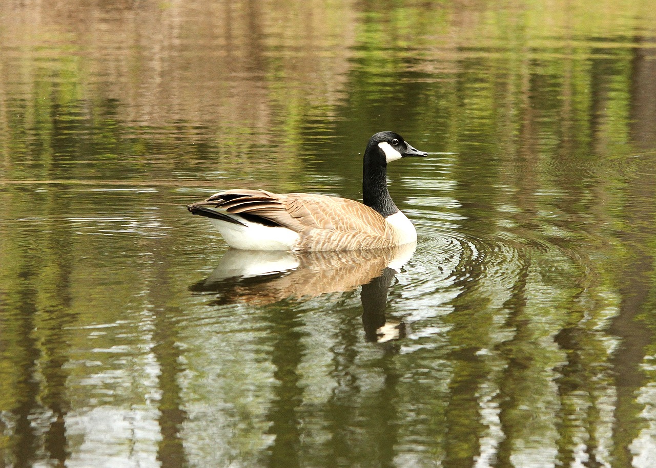 pond goose bird free photo