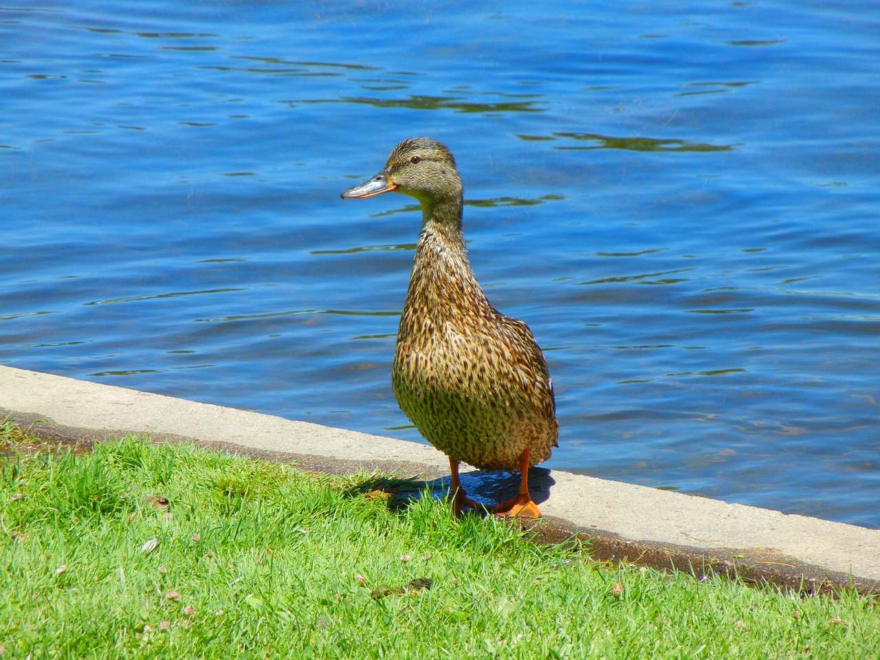 pond duck bird free photo