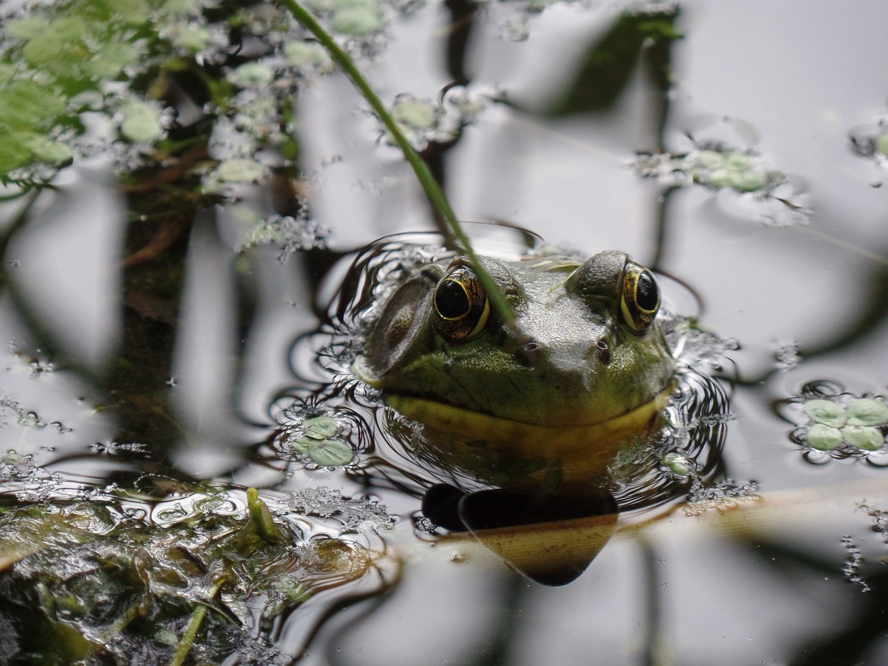 pond water frog free photo