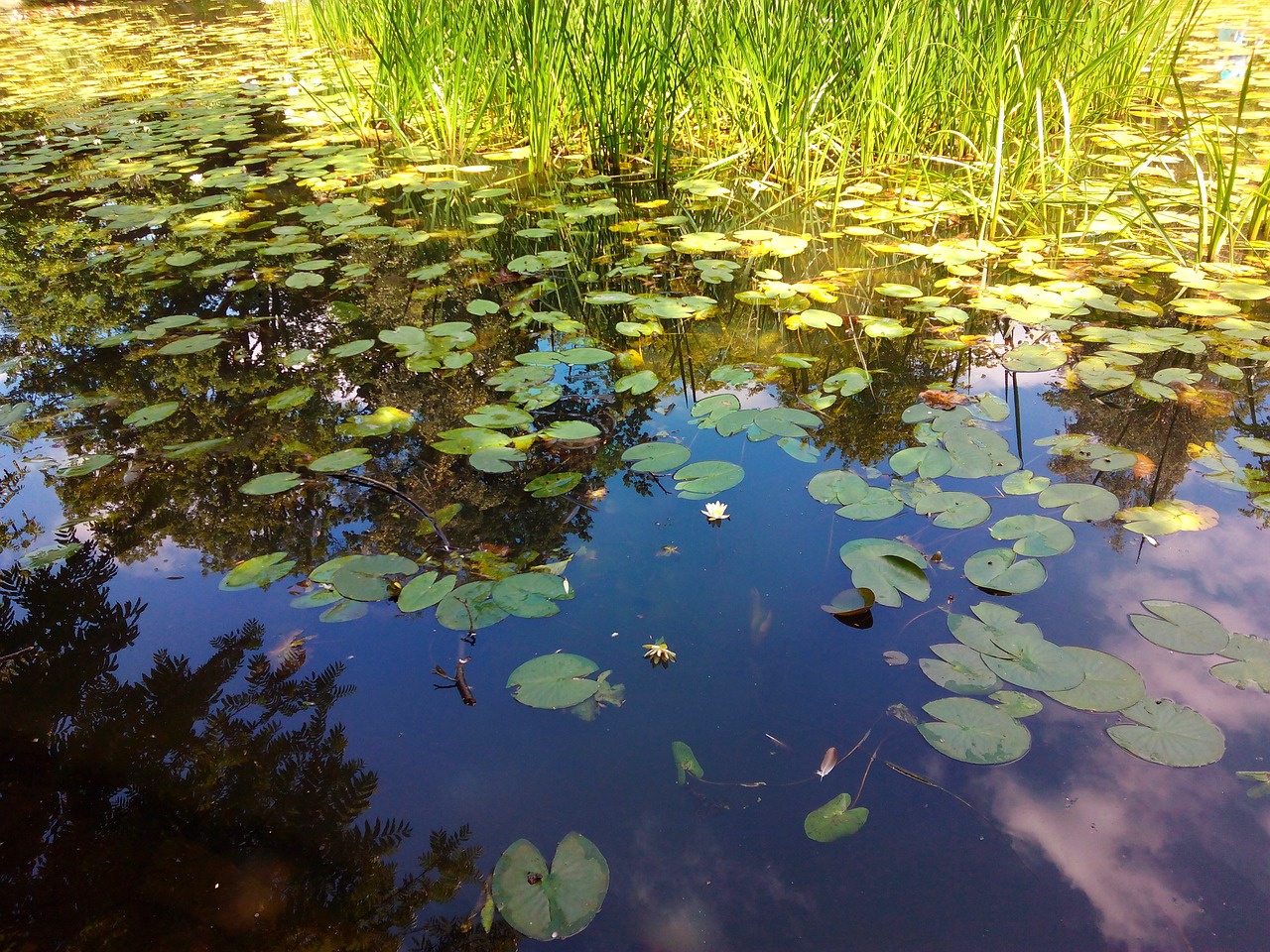 pond water lily plant free photo