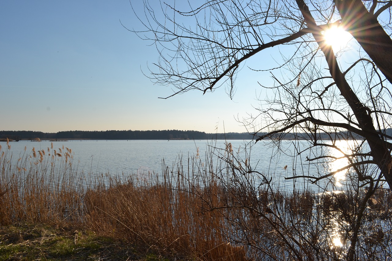 pond sun water free photo