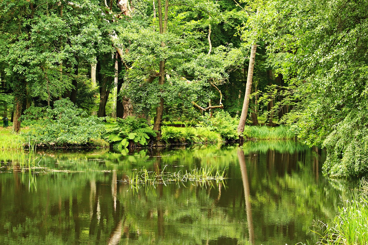 pond forest waldsee free photo