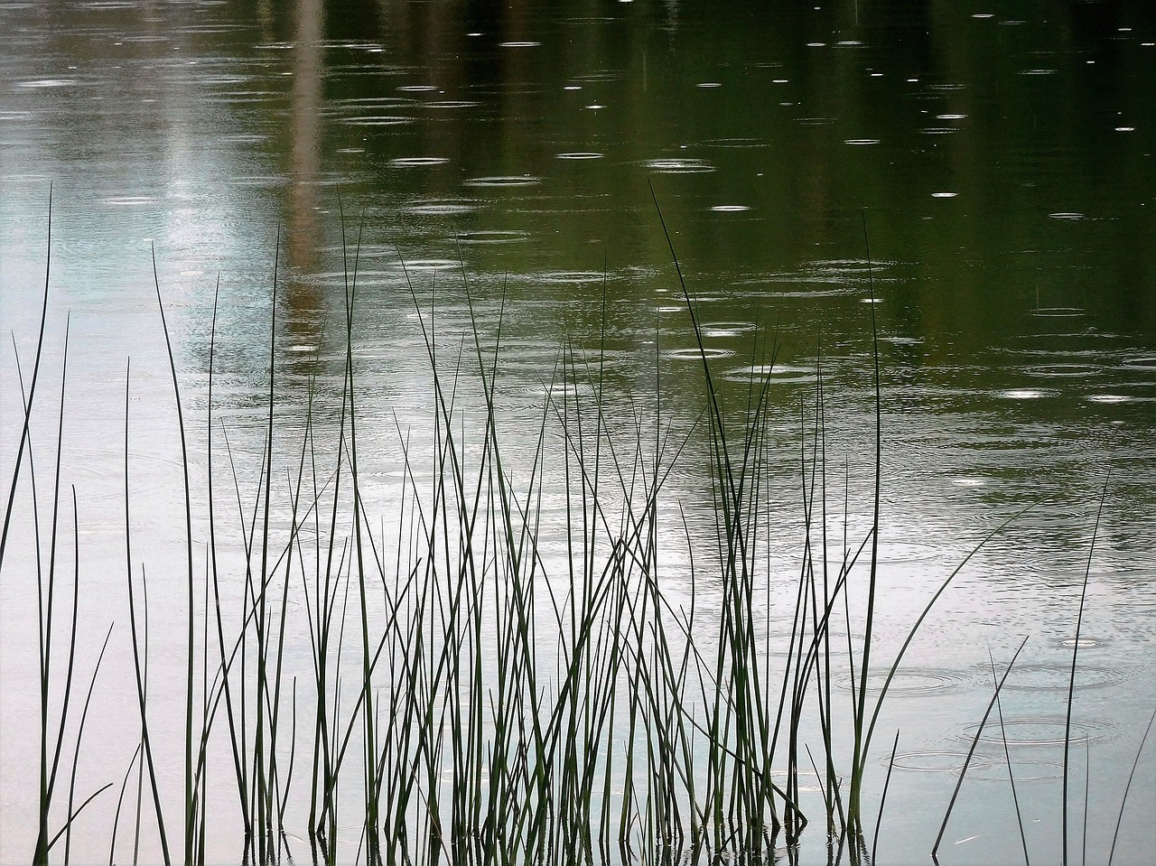 pond water summer free photo