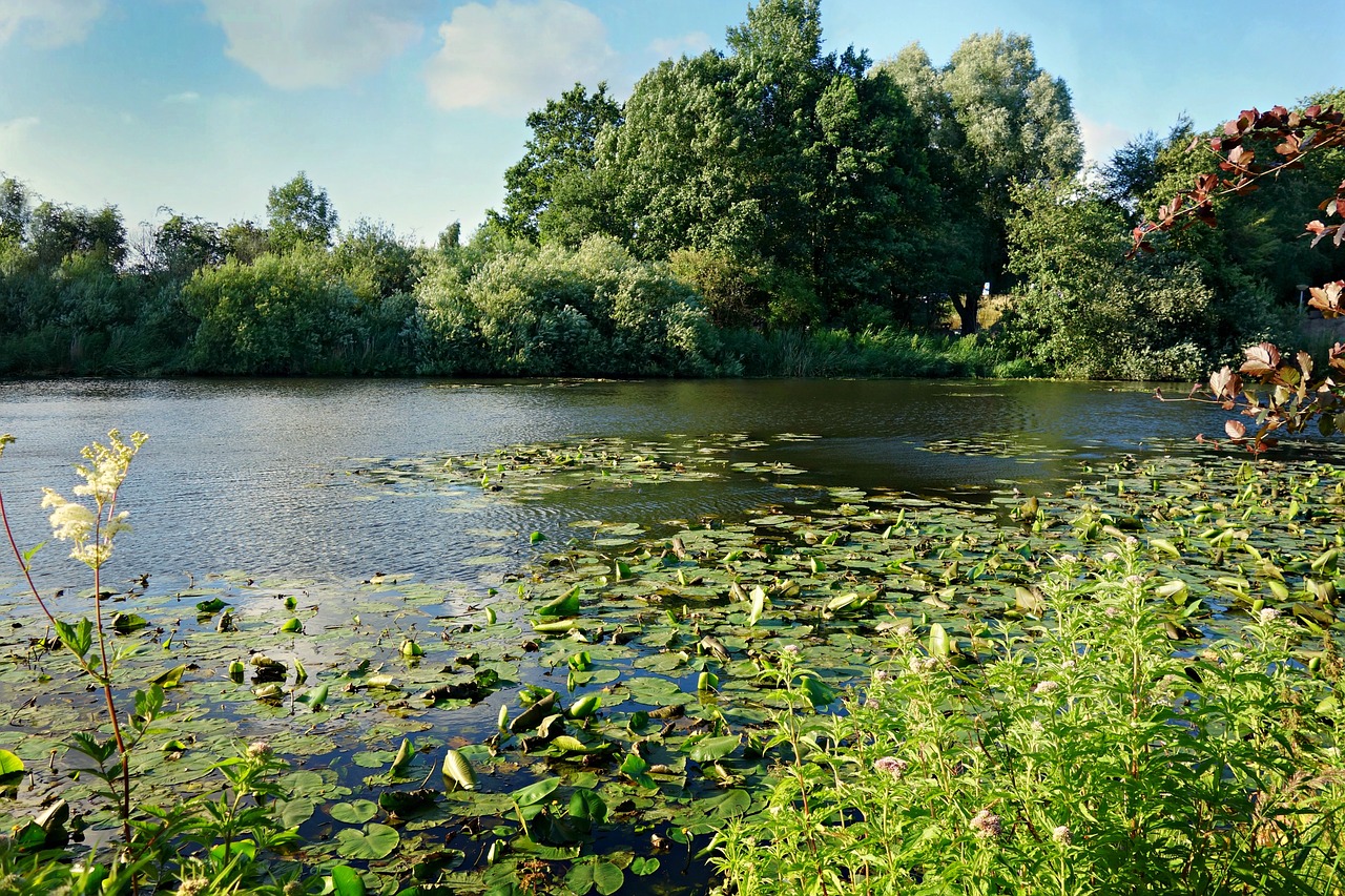 pond waterlilies park free photo