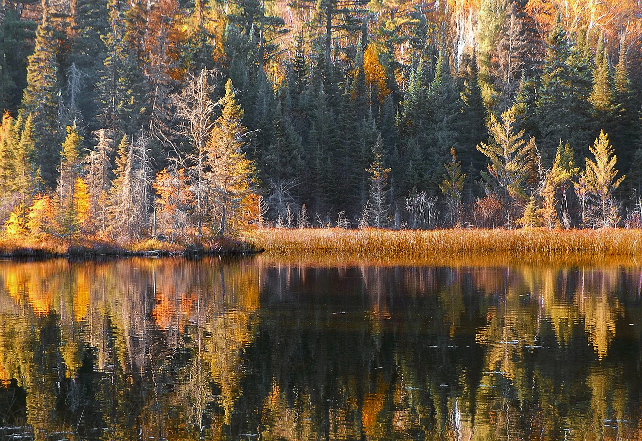 pond reflections serene free photo