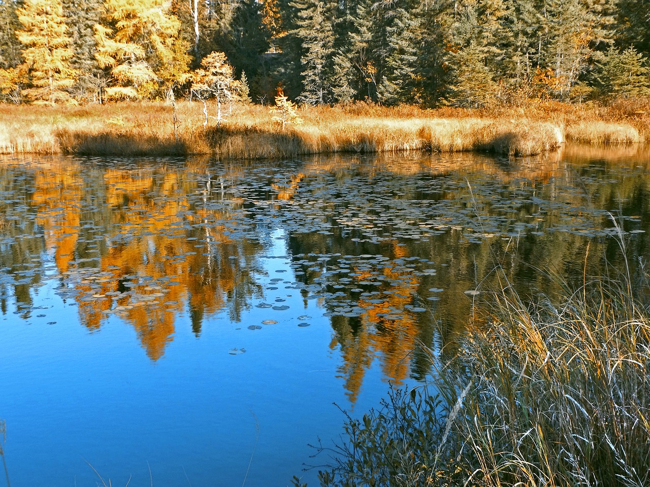 pond reflections autumn free photo